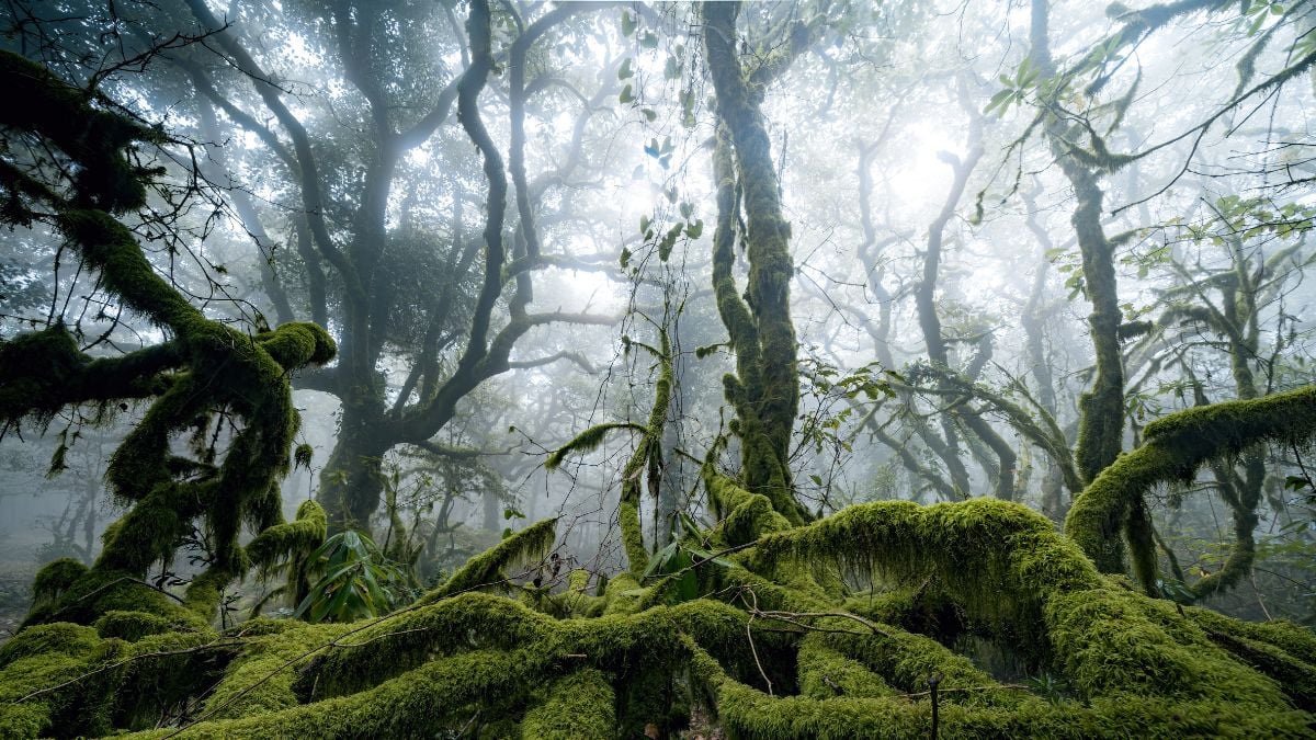 Fog Is Teeming With Life, And It May Be Doing Us a Surprising Favor