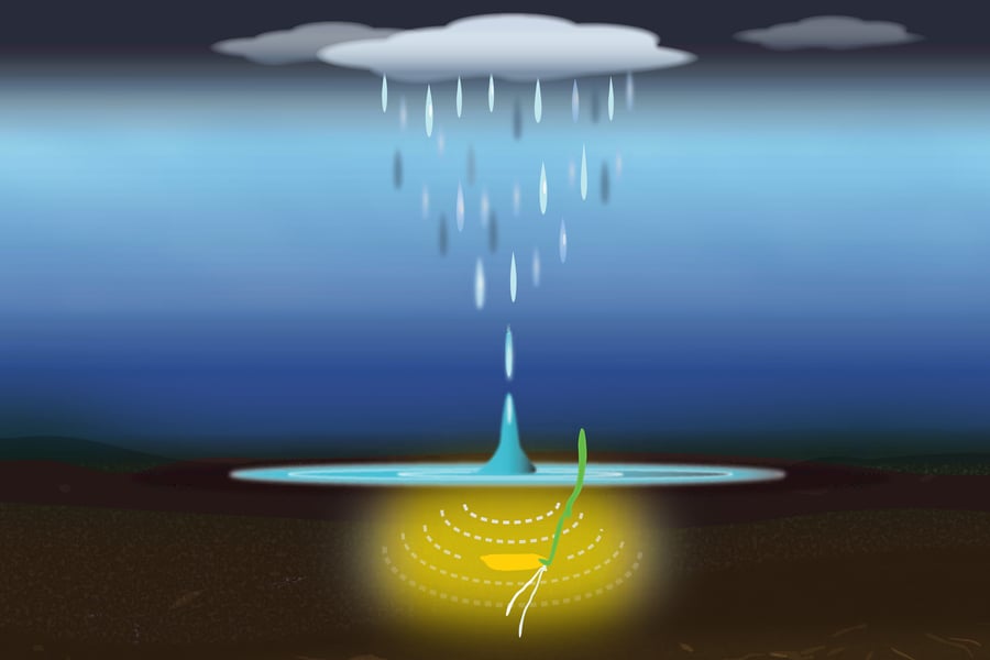 Representação artística de uma semente de arroz germinando em resposta às vibrações acústicas causadas pelas gotas de chuva. (Cadine Navarro/MIT)