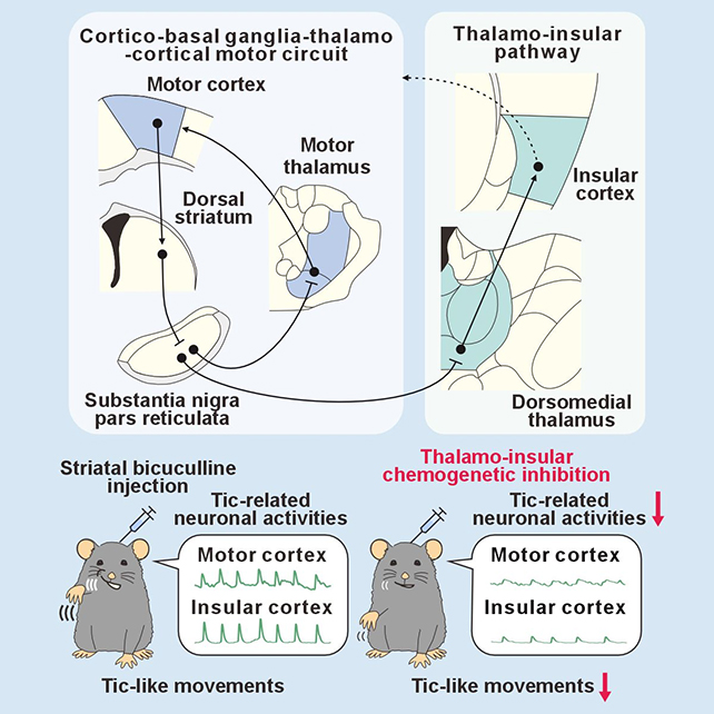 Mouse study diagram