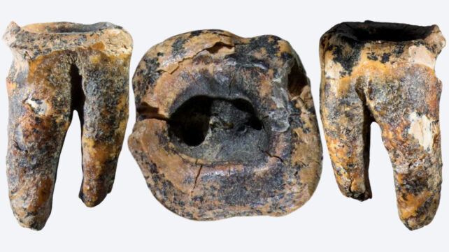 Three ancient teeth close up on a light gray background