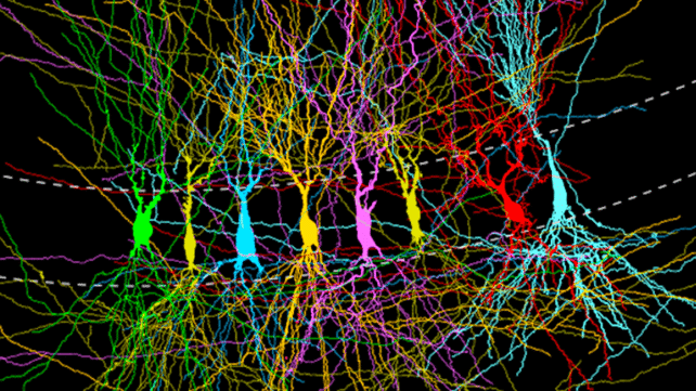 Is The Brain Born 'Blank' or 'Full'? New Study Reveals a Surprise