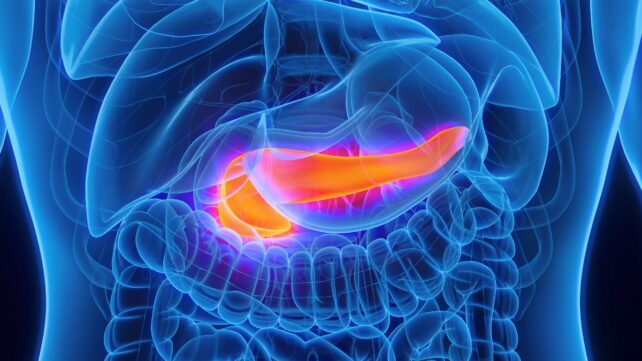 A glowing orange pancreas illustrated inside a human body