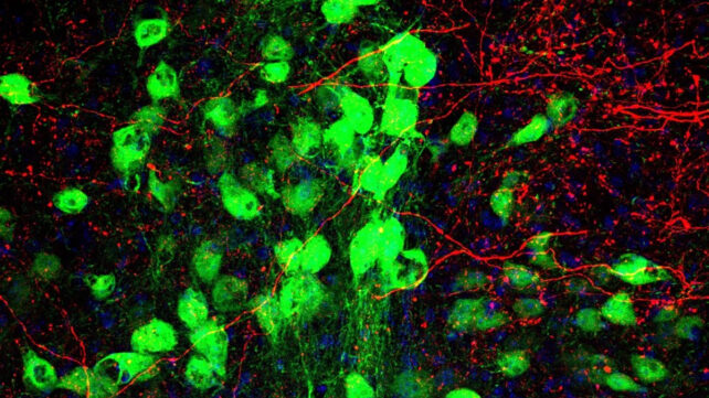 Intermediary thalamic relay station