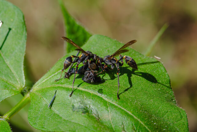 Bean Plants Under Attack Can Summon Help From Wasps. Now, We Know How.