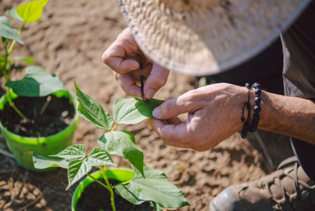 Bean Plants Under Attack Can Summon Help From Wasps. Now, We Know How.