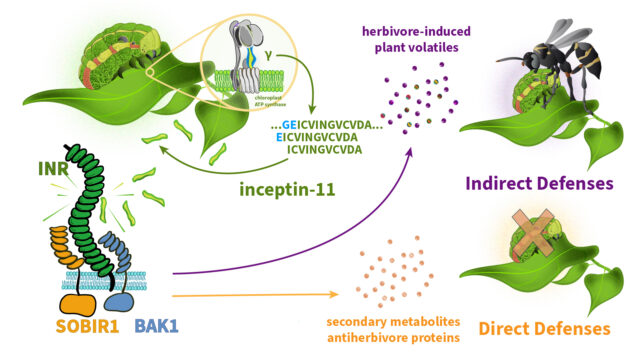 Bean Plants Under Attack Can Summon Help From Wasps. Now, We Know How.