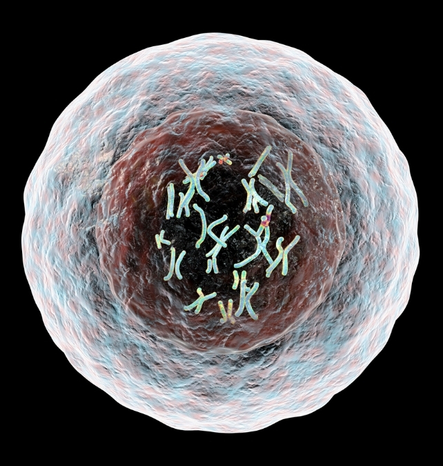 Illustration of Human Cell With Chromosomes