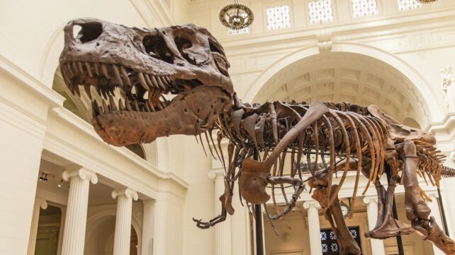 Scientists May Finally Know Why T. Rex Had Such Tiny Arms