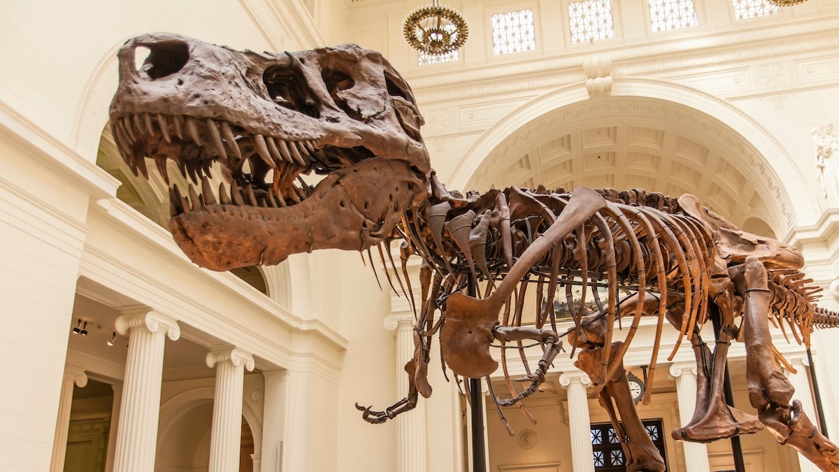 Proč měl T. rex tak malé paže? Vědci možná mají odpověď