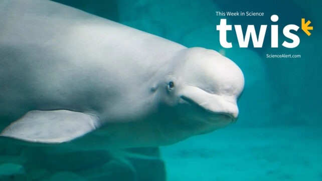 This Week in Science: A Grisly Giant Jar, a Self-Aware Whale, And More!