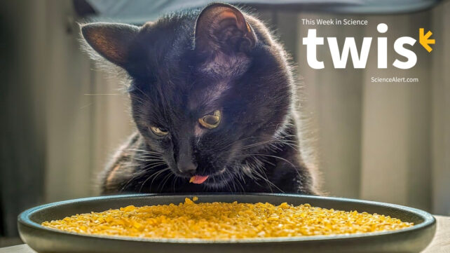 This Week in Science: Fussy Cats, Ghostly Sounds, And Much More!