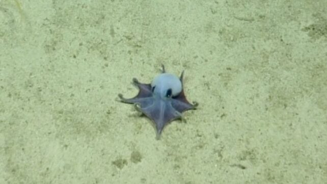 Tiny Blue Octopus Unlike Any We Know of Discovered Near The Galapagos