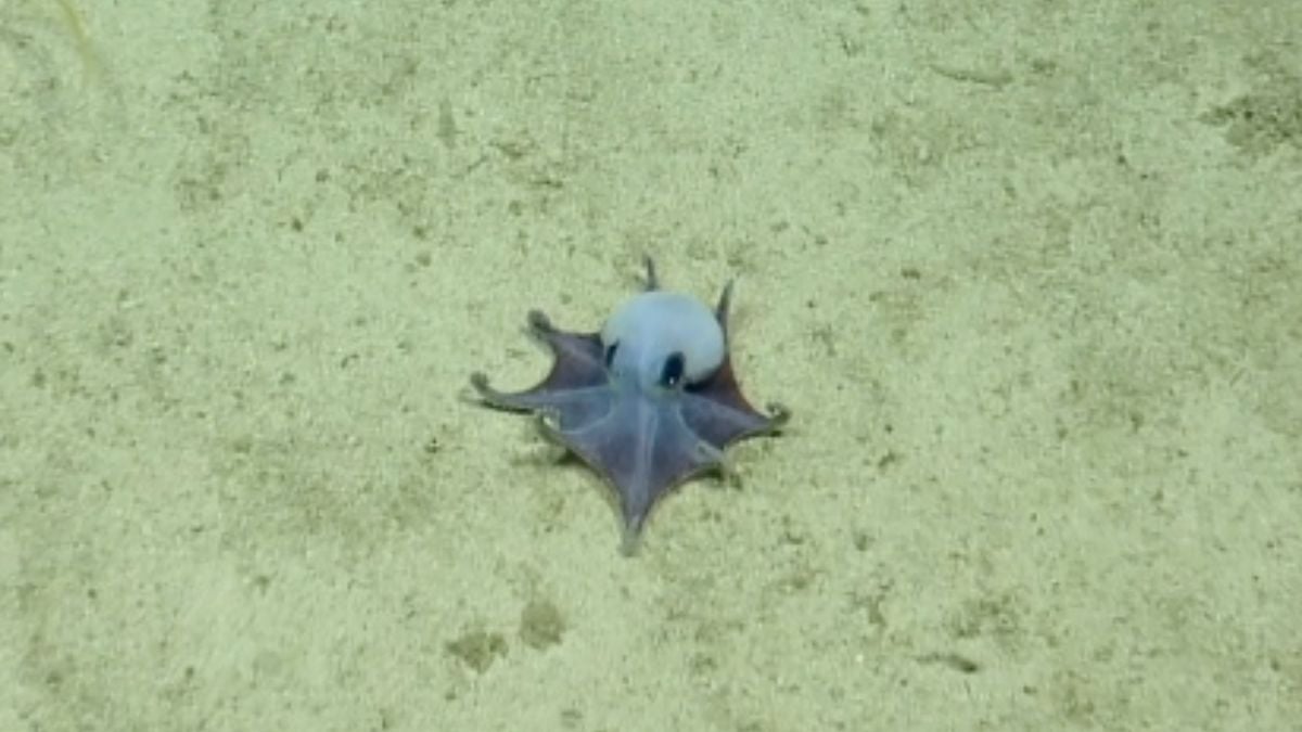 Tiny Blue Octopus Unlike Any We Know of Discovered Near The Galapagos
