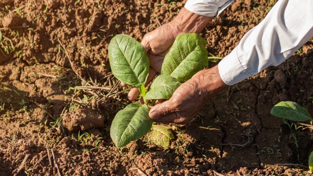 Growing a tobacco plant
