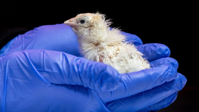 A newborn chick being held in gloved hands