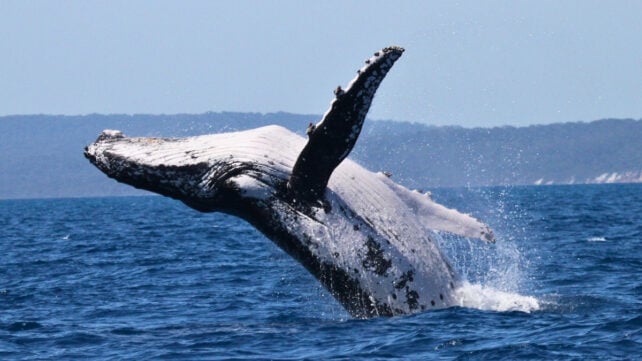 Close view of a giant humpback whale breaching
