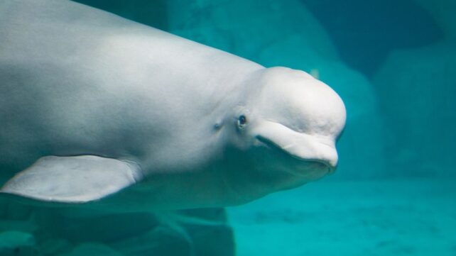 A Beluga Whale Showed a Sign of Intelligence Once Thought Unique to Humans