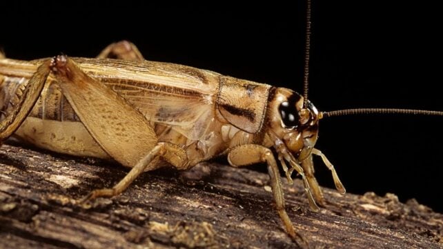 Crickets Respond to Injuries in a Way That Suggests They Feel Pain