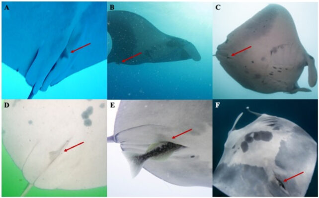 Biologists Have Spotted These Creepy Fish Literally Diving Into The Rear End of Manta Rays