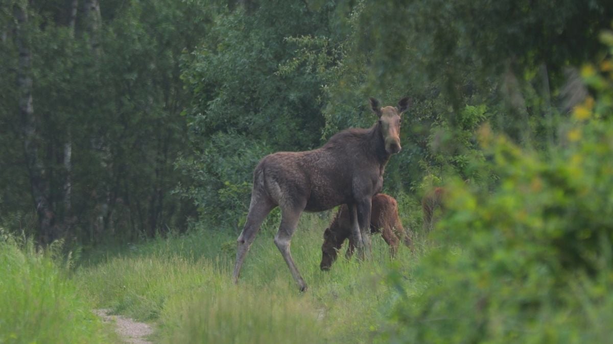 Zvířata prosperují v bezlidské zóně Černobylu, ukazuje studie