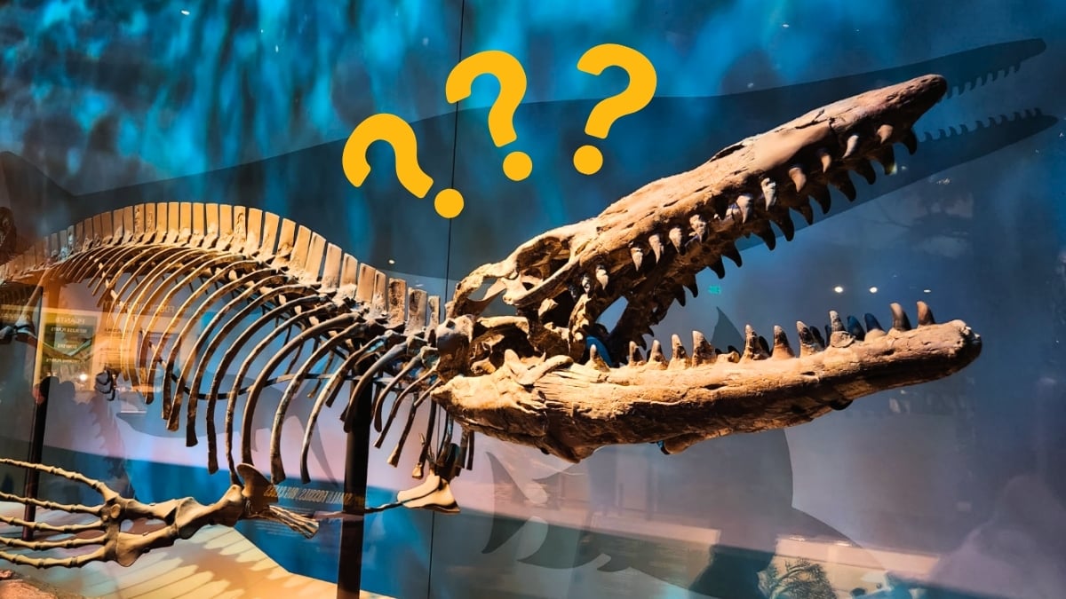 A prehistoric predator to rival the most fearsome giant of them all has just been discovered lurking half-forgotten in a museum collection.
