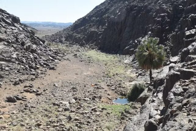 Archaeologists Discover Hundreds of Strange, Ancient Mass Graves in The Desert