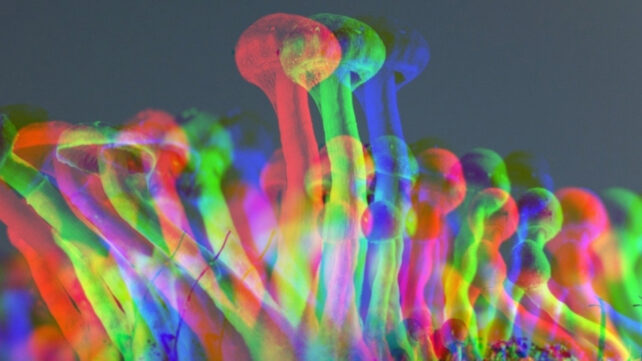 A Single Dose of Psilocybin Could Ease Depression For Months, New Study Finds