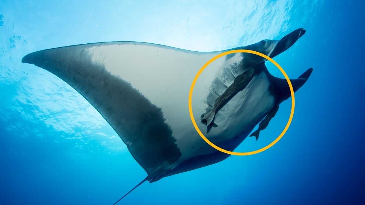 Scientists Caught Suckerfish Diving Into Manta Rays' Rear Ends