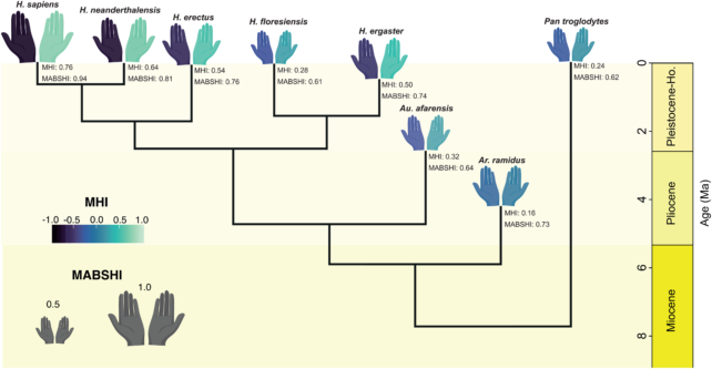Two Ancient, Evolutionary Factors May Be Why Most of Us Right-Handed