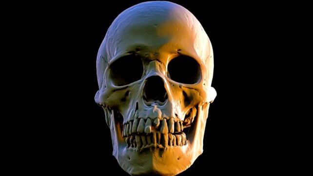 skull on black background