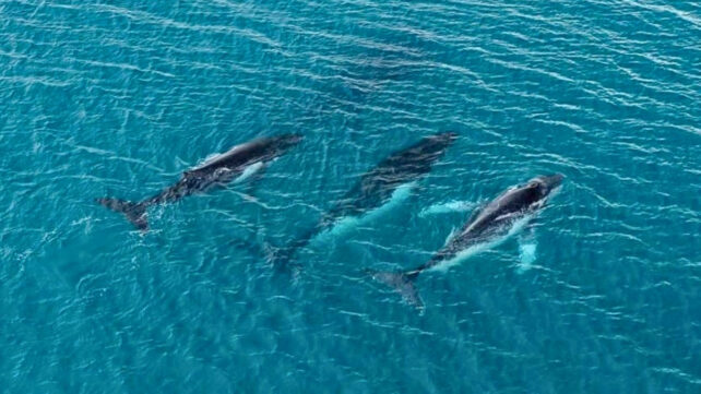 Three humpback whales migrating underwater
