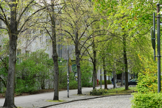 trees in city