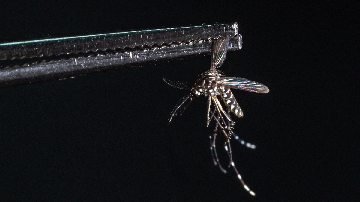 Scientists Reveal Why Mosquitoes Choose to Bite You More Than Others