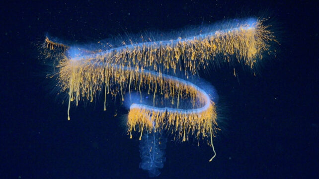 31 Haunting New Deep-Sea Species Discovered Off The Coast of Brazil