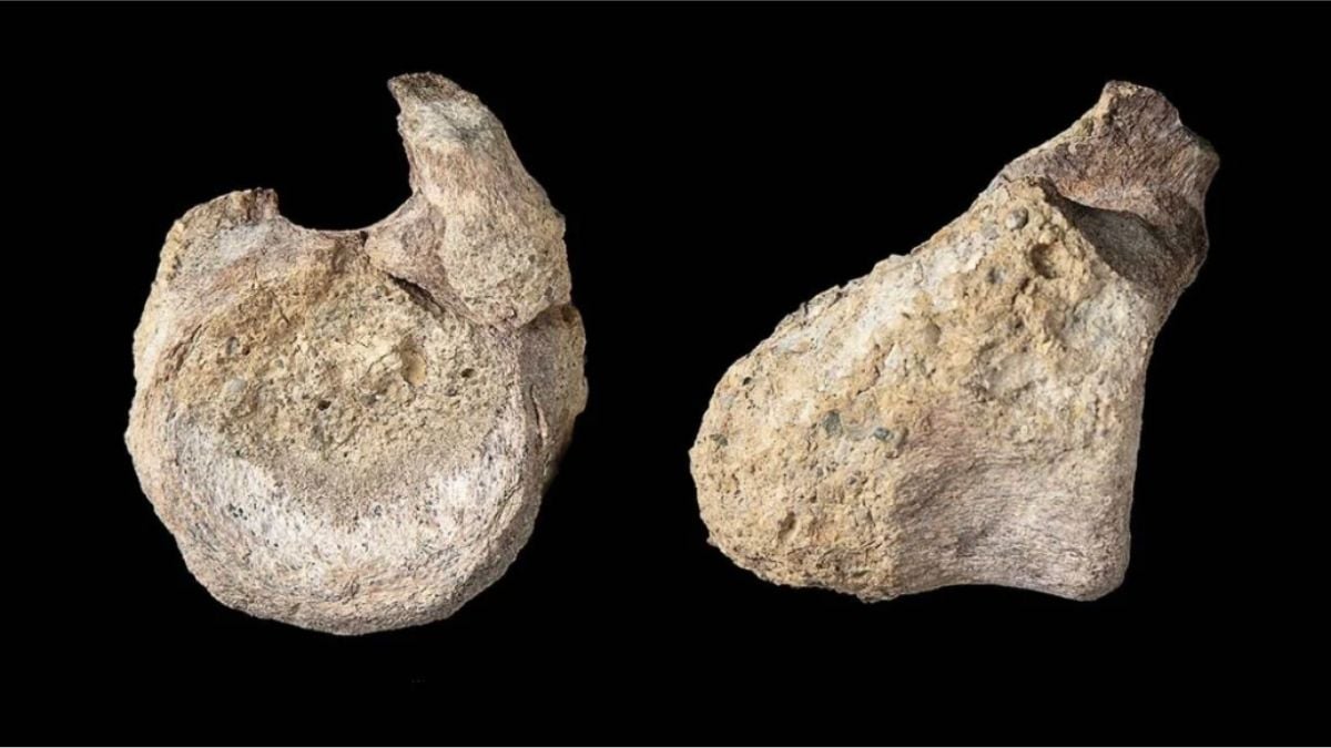 Two Scientists Found a Bone in Antarctica in 1985. It Took 41 Years to Realize What They'd Actually Discovered