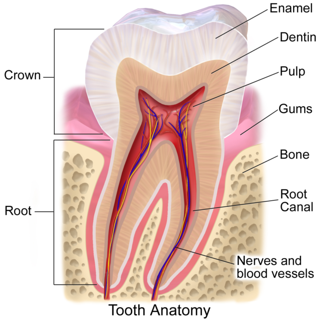 A Little-Known Tooth Condition May Affect Millions of Children