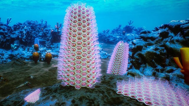 Bryozoan fossils