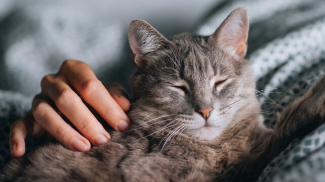 Gray tabby cat lying with its eyes closed while a person gently strokes its side.