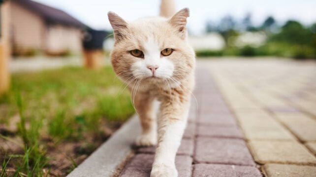 Your Cat Can Bring Home More Disease Than You Think. Here's What to Do.