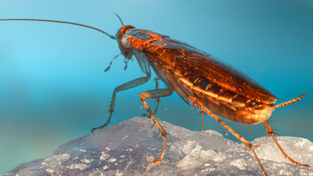 Cockroach
