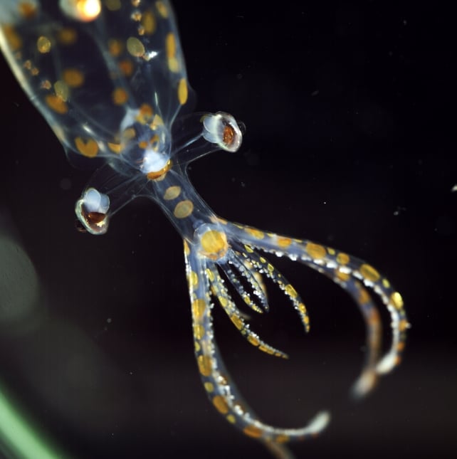 An Oceanic Expedition Discovered Tens Of Alien-Like Creatures In The World's Largest Unexplored Ecosystem