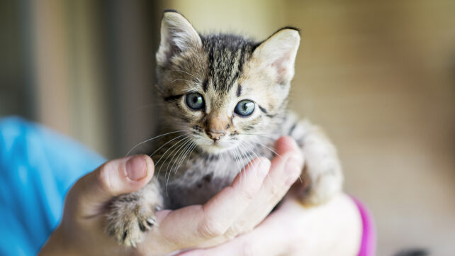 Small tabby kitten being gently held in a person's hands, looking toward the camera with wide eyes.