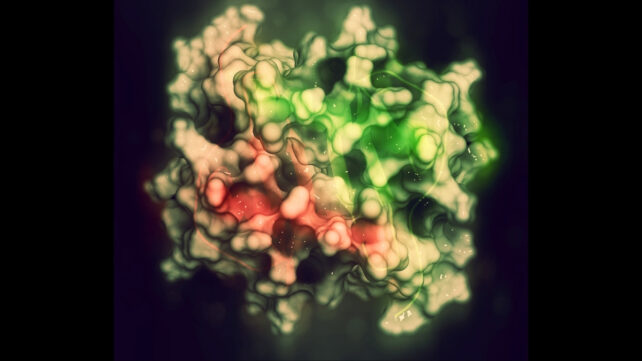 Aging Mice Became Stronger When Scientists Boosted One Protein