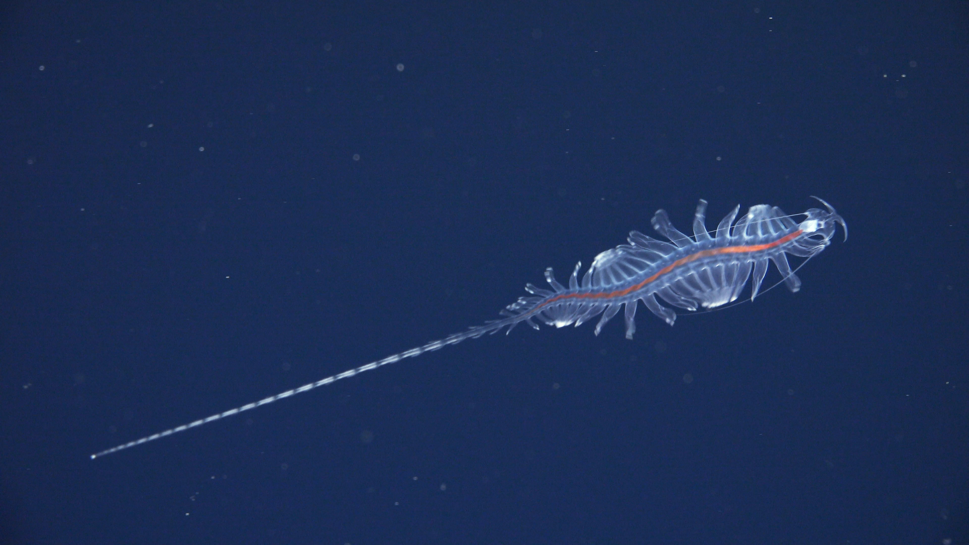 An Oceanic Expedition Discovered Tens Of Alien-Like Creatures In The World's Largest Unexplored Ecosystem