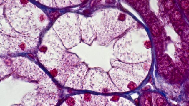 The Cells In Your Body Fade With Age, But There May Be a Way to Reverse It