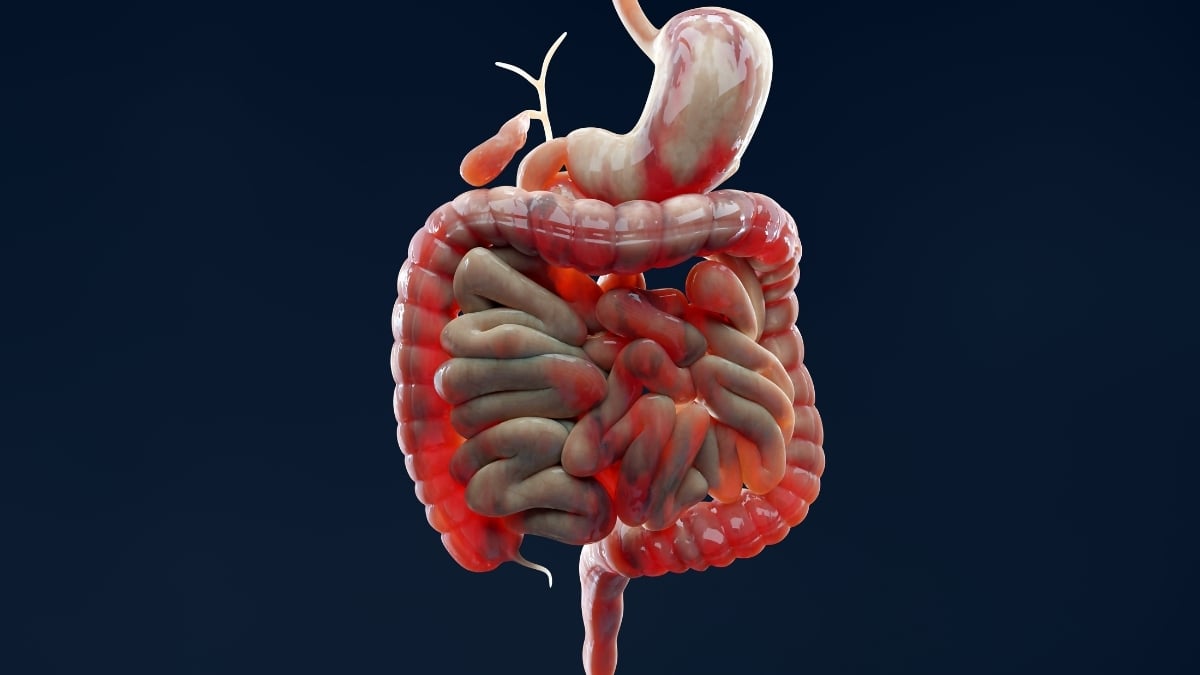 Scientists Solve a 30-Year Mystery Behind Inflammatory Bowel Disease