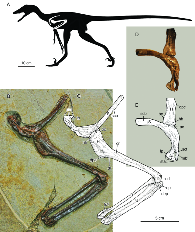 'Four-Winged' Raptor Discovery Solves a Long-Standing Predatory Dinosaur Mystery