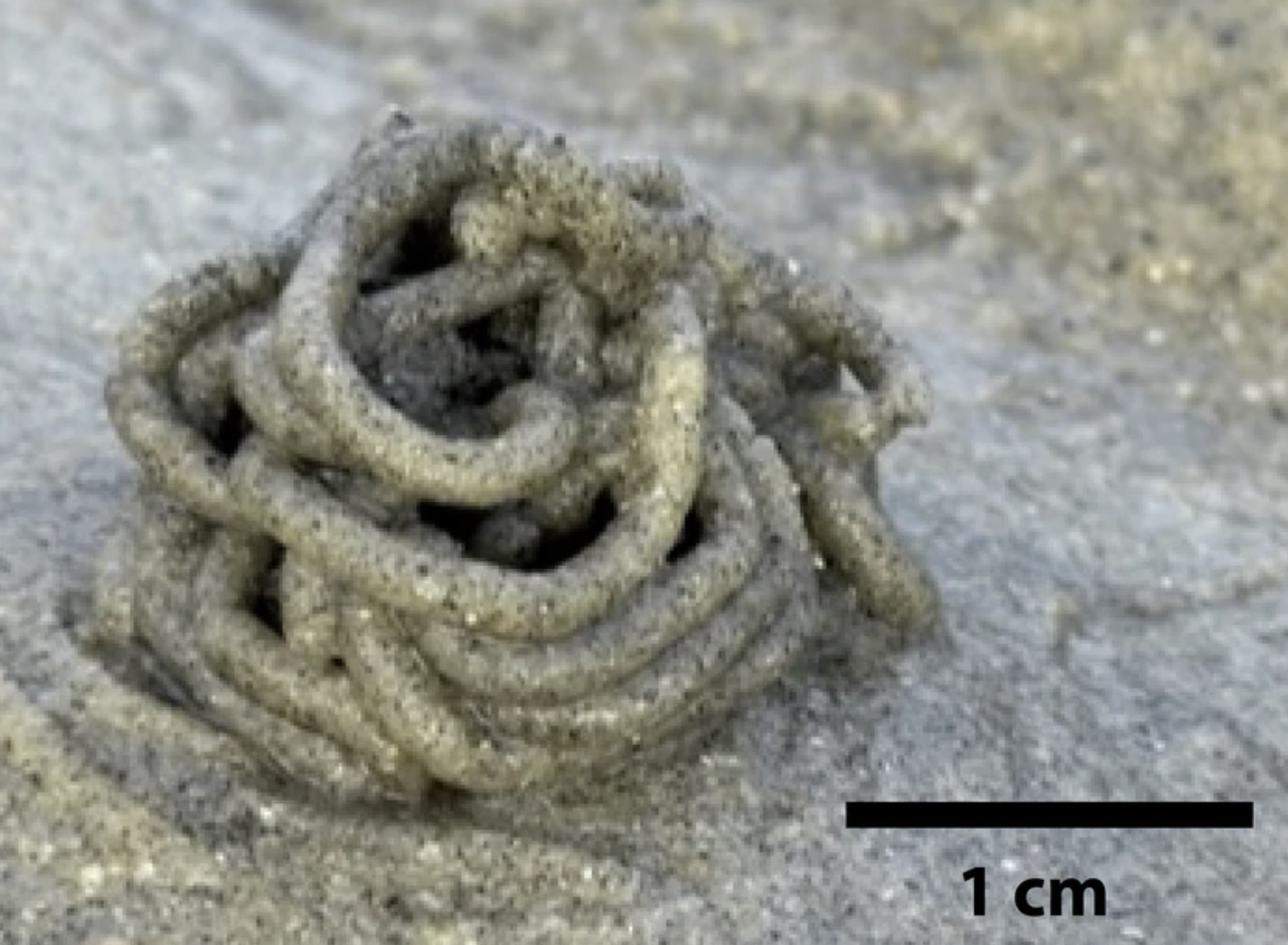 Voop Shape There Is a Universal Law in The Shape of All Poop, Physicists Reveal ...