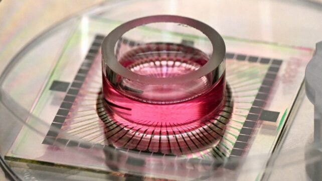 A close-up of a Cortical Labs chip containing pink nutrient fluid, used to support living neurons on a multi-electrode array.