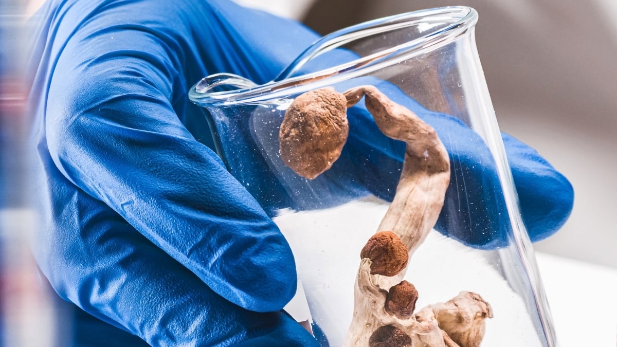 Magic Mushrooms And Alzheimer's: One Remarkable Case Raises New Questions